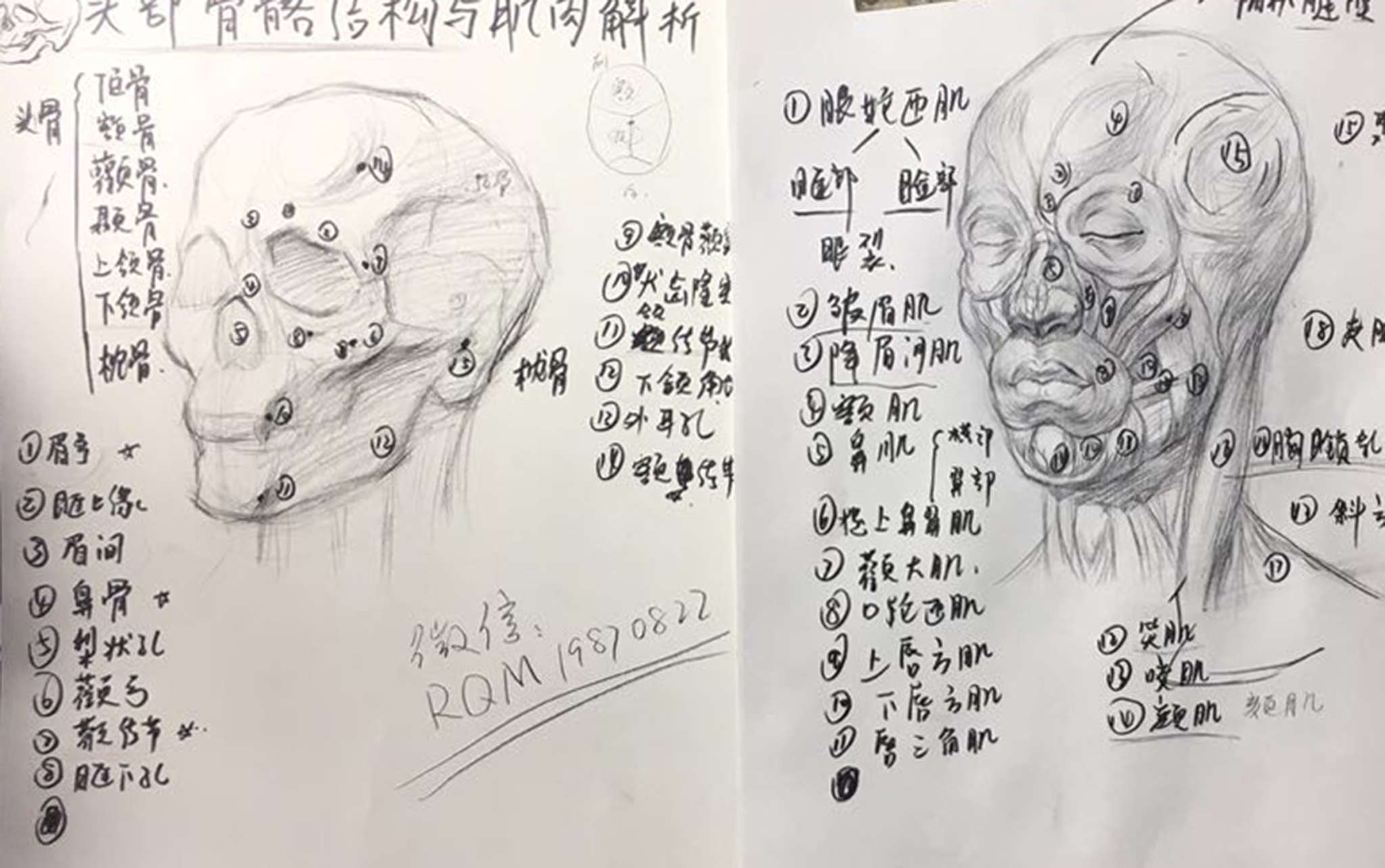 新生专属大讲堂｜素描教学·头部骨骼结构与肌肉结构解析